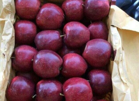 خرید و قیمت سیب قرمز اشنویه + فروش صادراتی